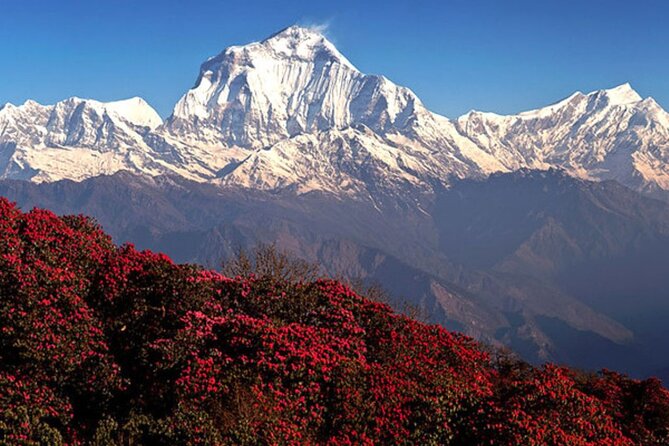 10 Days Private Guided Annapurna Basecamp Trek via Poon Hill - Price and logistics: what you get for $800 (and what you’ll fund yourself)
