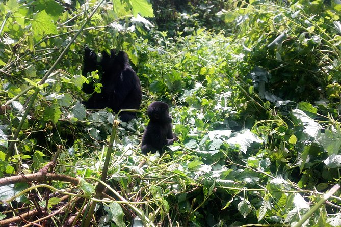10 Days Uganda Gorilla & Chimpanzee Trekking Safari - A 10-Day Uganda Circuit That Hits the Big Primate Moments