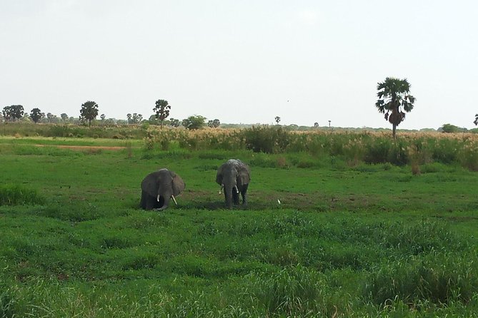 10 Days Uganda Gorilla & Chimpanzee Trekking Safari - Day 1 Entebbe Arrival: City Stops That Set the Scene