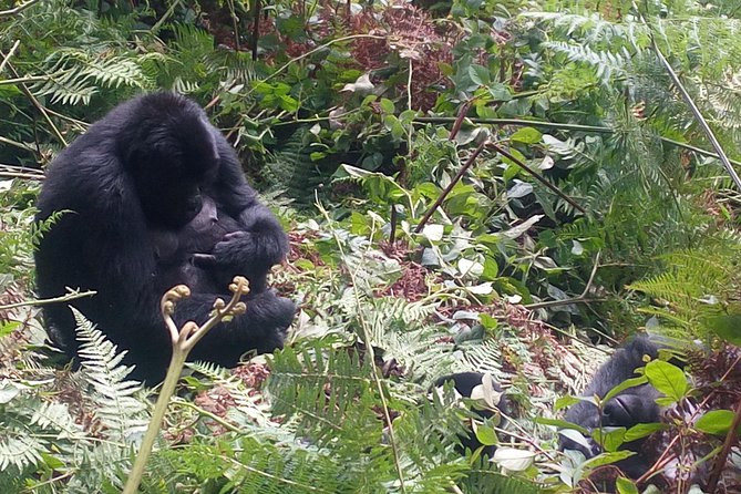 10 Days Uganda Gorilla & Chimpanzee Trekking Safari - Murchison Falls: Game Drives and the Bottom-of-the-Falls Cruise