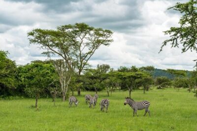 10 Days Uganda Gorilla & Chimpanzee Trekking Safari - Day 2 Luwero Triangle to Ziwa Rhinos: A Big-Game Warm-Up