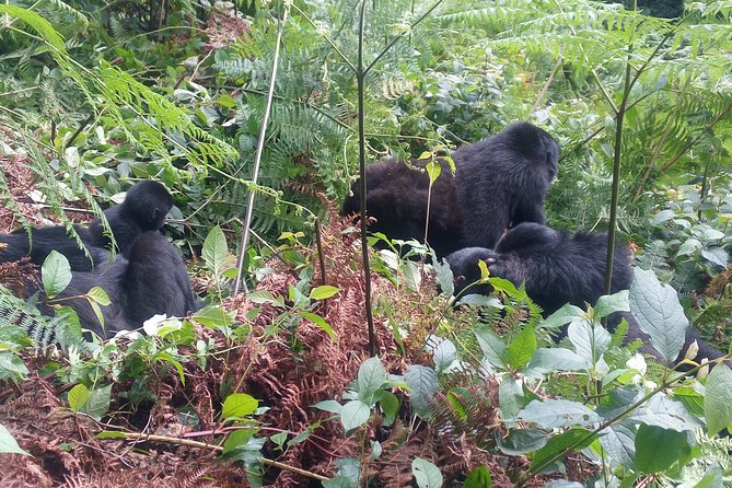 10 Days Uganda Gorilla & Chimpanzee Trekking Safari - Kibale Forest: Chimp Trekking at Kanyanchu (Rules First, Then Forest Time)