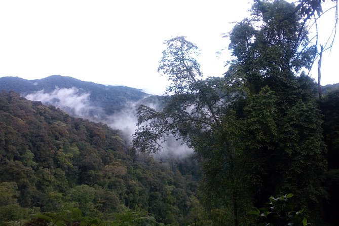 10 Days Uganda Gorilla & Chimpanzee Trekking Safari - Bigodi Wetland: The Best Kind of Bonus Stop