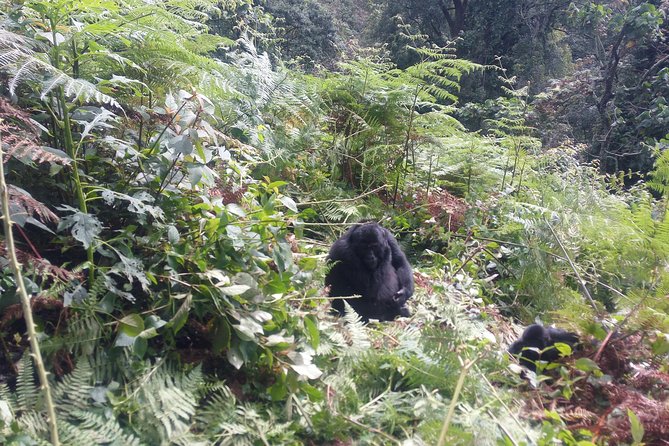 10 Days Uganda Gorilla & Chimpanzee Trekking Safari - Queen Elizabeth National Park: Game Drive Plus Kazinga Channel Time