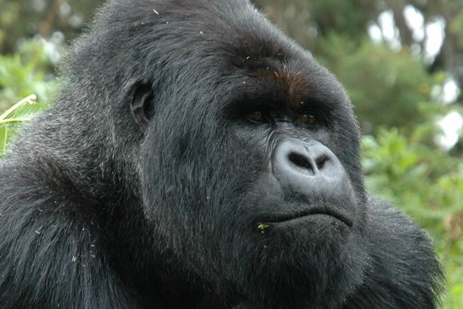 10 Days Uganda Gorilla & Chimpanzee Trekking Safari - Bwindi Gorilla Trek: Your One-Hour Moment With Mountain Gorillas
