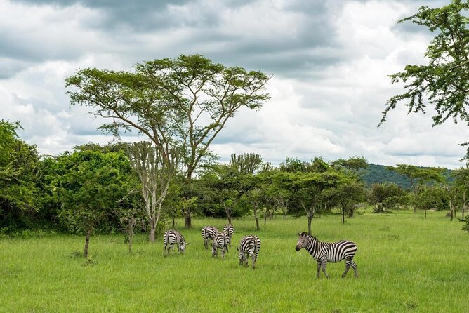 10 Days Uganda Gorilla & Chimpanzee Trekking Safari - Day 2 Luwero Triangle to Ziwa Rhinos: A Big-Game Warm-Up