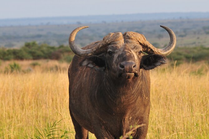 12-Day Big 5, Chimp & Gorilla Trekking Safari - Queen Elizabeth National Park: Katwe salt lakes, Kasenyi plains, and Kazinga Channel
