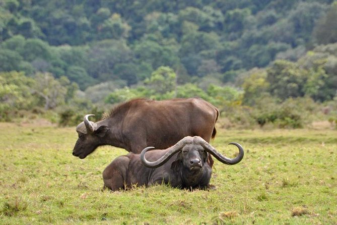 13 Days Adventure in Tanzania - Trekking and Wildlife Safari - Machame Route: rainforest to heath, then icy altitude