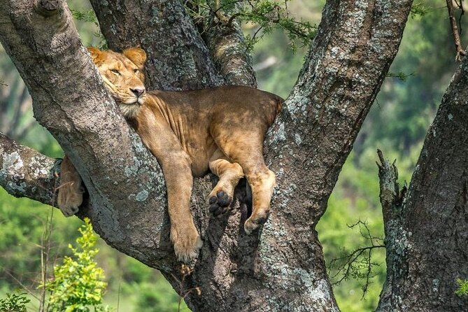 14 Days Uganda Safari Adventure, Gorilla Trekking and WildlifeTour - Price and Value: What $6,770 Covers (and Why It Can Be Worth It)