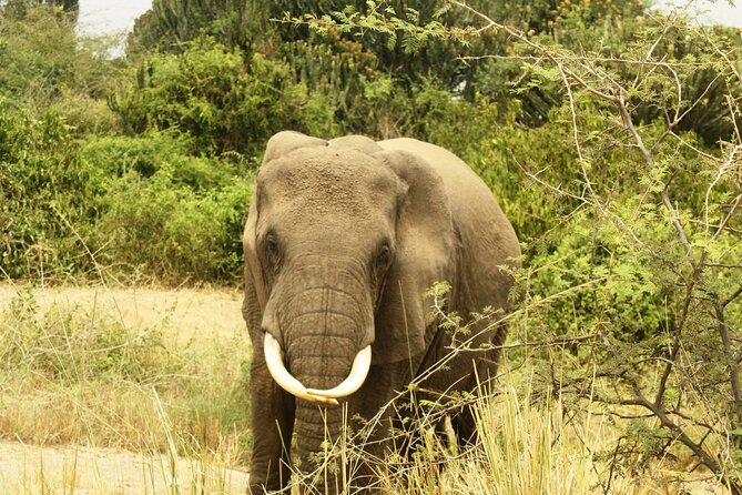 14 Days Uganda Safari Adventure, Gorilla Trekking and WildlifeTour - Day-by-Day Wildlife Swing: Rhinos, Falls, and Lake Life