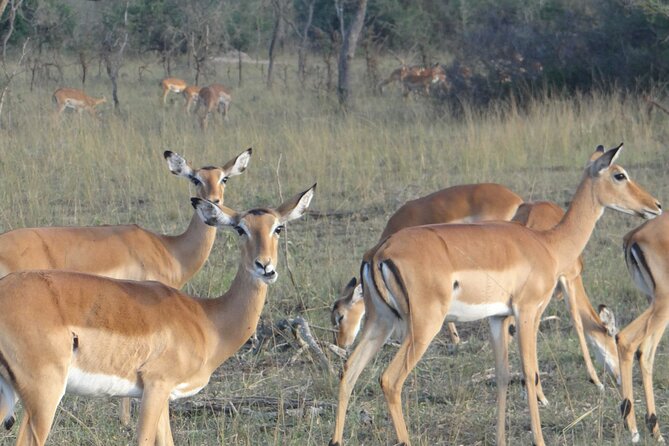 14 Days Uganda Safari Adventure, Gorilla Trekking and WildlifeTour - Kibale National Park: Chimpanzees, Bigodi Wetland, and Coffee Farming
