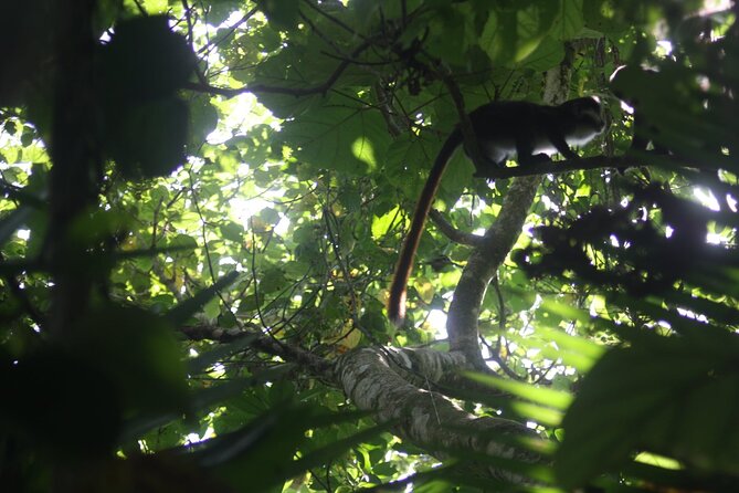 14 Days Uganda Safari Adventure, Gorilla Trekking and WildlifeTour - Queen Elizabeth National Park: Kazinga Channel Boats and Katwe Salt Lakes