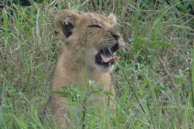 14 Days Uganda Safari Adventure, Gorilla Trekking and WildlifeTour - Kyambura Gorge to Ishasha: Chimp Tracking and Tree-Climbing Lion Odds