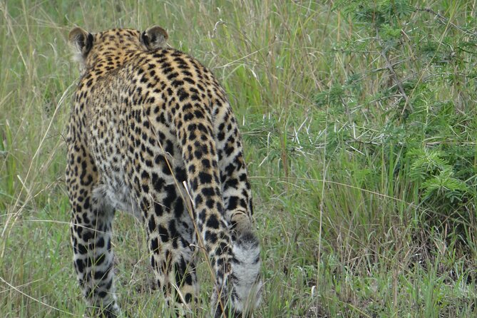 14 Days Uganda Safari Adventure, Gorilla Trekking and WildlifeTour - Virunga Area: Pygmies Village Visit at Echuya Forest