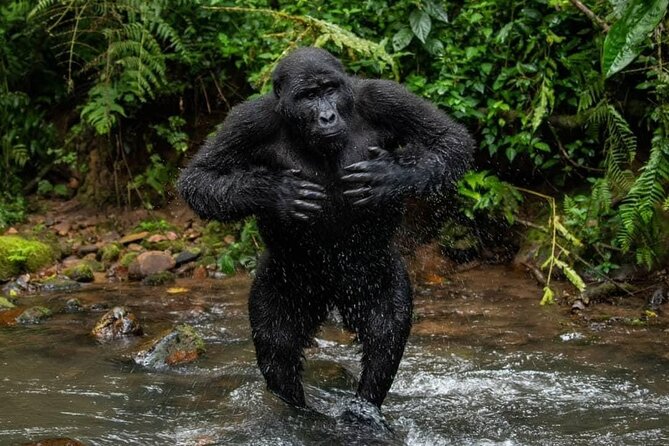 14 Days Uganda Safari Adventure, Gorilla Trekking and WildlifeTour - Getting Started in Kampala: Pickup, Mobile Ticket, and Private Comfort