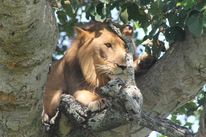 15-Day Gorilla and chimps Trekking, Big 5 and Nature Sighting Safari - Kibale Forest for chimps: the trek is the point