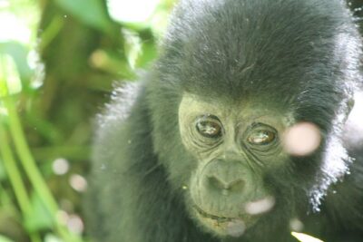 15-Day Gorilla and chimps Trekking, Big 5 and Nature Sighting Safari - Murchison Falls: lions, elephants, hippos—and that famous roar