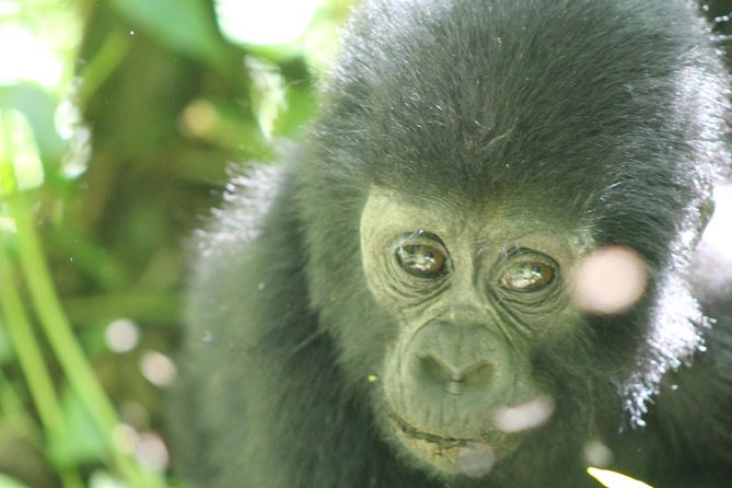15-Day Gorilla and chimps Trekking, Big 5 and Nature Sighting Safari - Murchison Falls: lions, elephants, hippos—and that famous roar