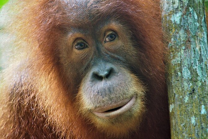 2-Day Jungle Trekking & Rafting in North Sumatra - Key highlights worth your attention