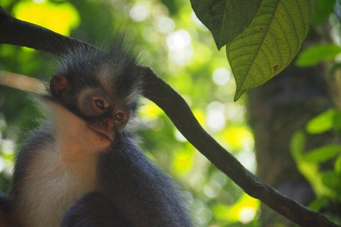 2-Day Jungle Trekking & Rafting in North Sumatra - Day 2: morning choices, trekking pace, and a final push to the water