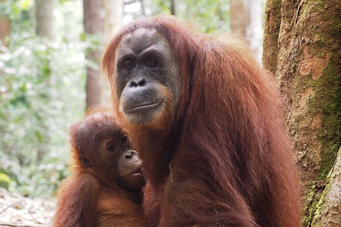 2-Day Jungle Trekking & Rafting in North Sumatra - What you’re really paying for: value of the $157.05 price