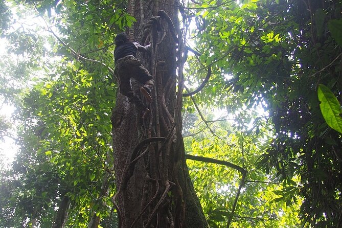 2-Day Jungle Trekking & Rafting in North Sumatra - Who should book this jungle trek and raft plan