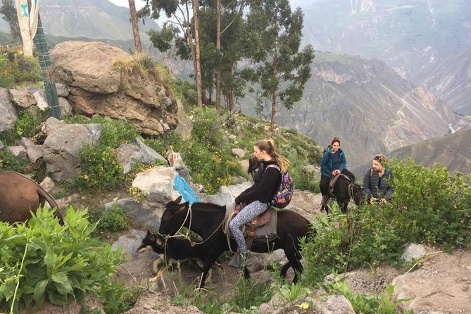 2 Day Trek Including Transfer to Puno / Colca Canyon - Day 2 sunrise hike with torch lights, then the climb back toward comfort