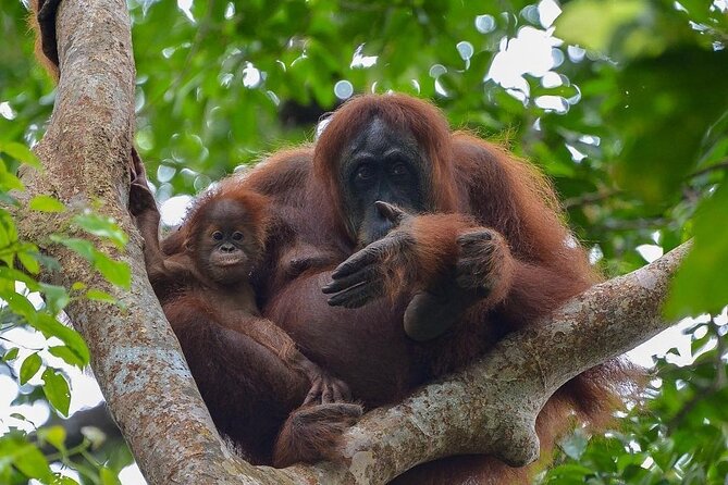 2 Days 1 Night Ethical Jungle Trekking - Key things that make this trek worth your time