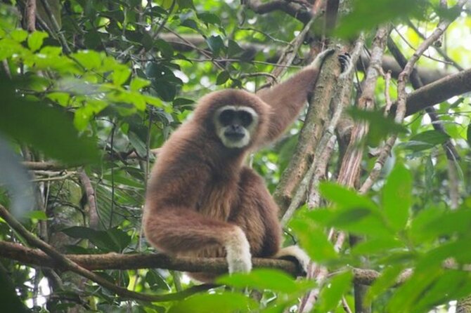 2 Days 1 Night Ethical Jungle Trekking - Gunung Leuser and Bukit Lawang: why this area matters