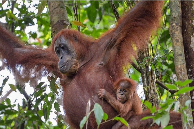 2 Days 1 Night Ethical Jungle Trekking - Logistics you should plan around (without stress)