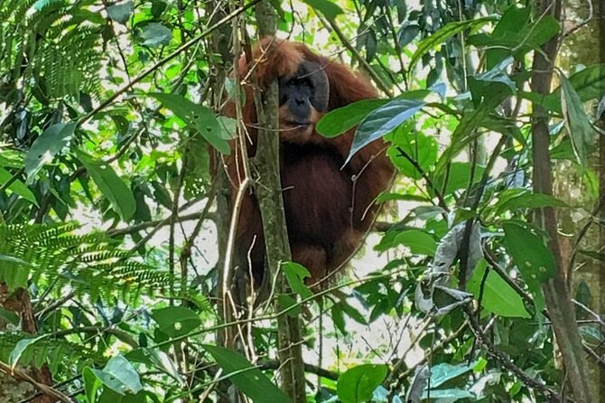 2 Days 1 Night Ethical Jungle Trekking - Camping by a river: the night that changes the whole trip
