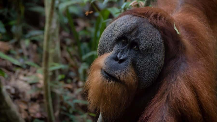 2 Days 1 Night Orangutan Trek Bukit Lawang - Key things you’ll care about