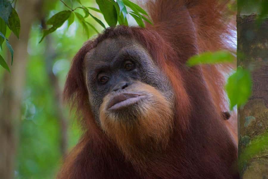 2 Days 1 Night Orangutan Trek Bukit Lawang - Gunung Leuser: the orangutan search feels hands-on