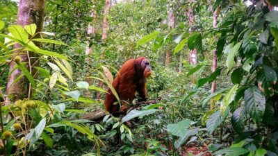 2 Days 1 Night Orangutan Trek Bukit Lawang - Day 1: from 9:00 am jungle walking to riverside camping by 4–5 pm