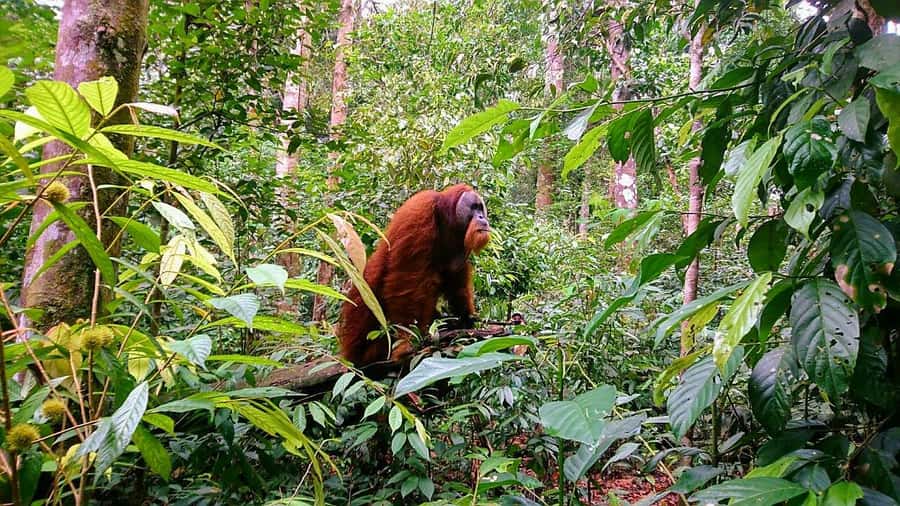 2 Days 1 Night Orangutan Trek Bukit Lawang - Day 1: from 9:00 am jungle walking to riverside camping by 4–5 pm