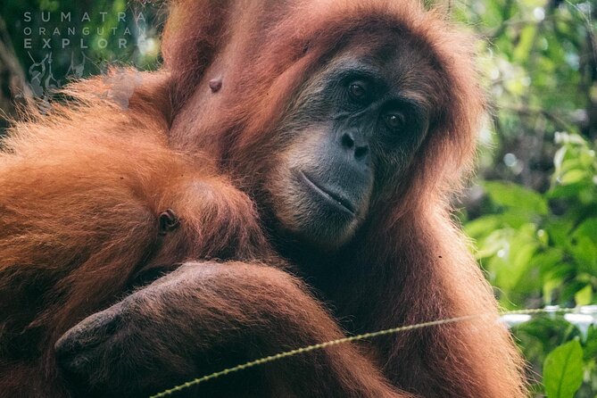 2 Days and 1 Night Ethical Jungle Trek - Key things to know before you go