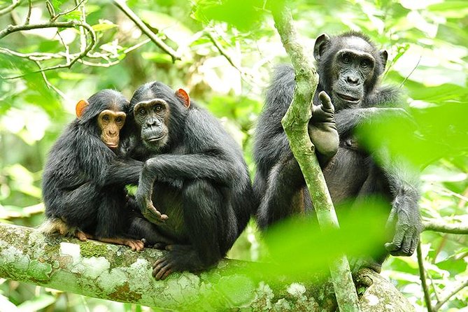 2 Days Chimpanzees trekking Tour and Canopy walk Adventure - Key highlights you should know