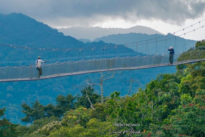 2 Days Chimpanzees trekking Tour and Canopy walk Adventure - Overnight near Nyungwe Top View Hill Hotel (and an Uwinka option)