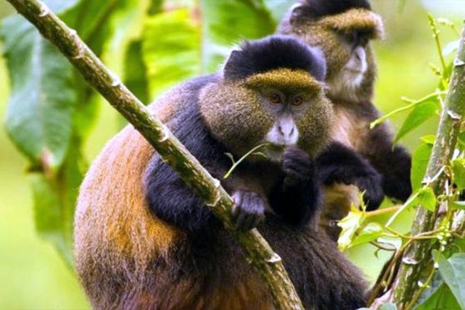 2 Days Chimpanzees trekking Tour and Canopy walk Adventure - Day 2: early chimpanzee trekking and back to Kigali