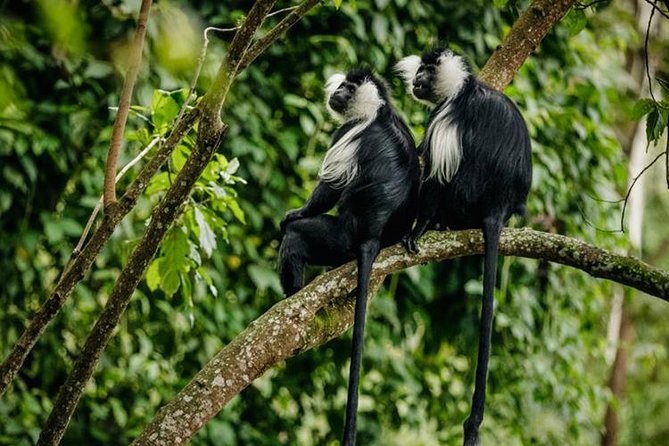 2 Days Chimpanzees trekking Tour and Canopy walk Adventure - Canopy walk reality check: if you fear heights, do this on purpose