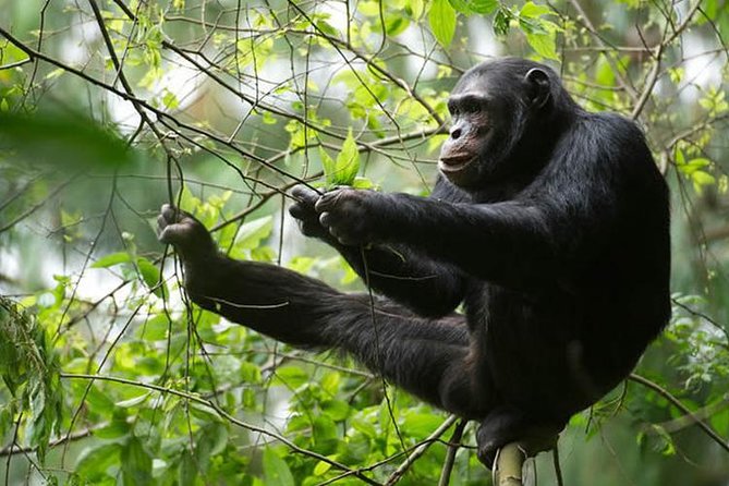 2 Days Chimpanzees trekking Tour and Canopy walk Adventure - What makes the operator feel trustworthy on this trip