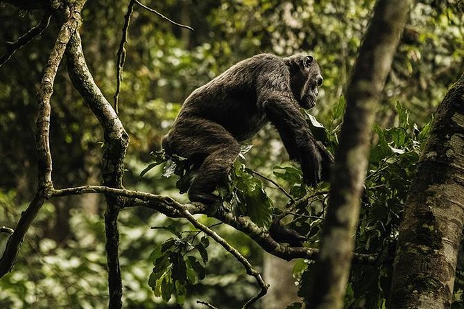 2 Days Chimpanzees trekking Tour and Canopy walk Adventure - Who this 2-day Nyungwe chimps + canopy trip is best for