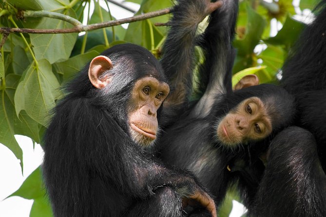 2 Days Chimpanzees trekking Tour and Canopy walk Adventure - Price and logistics: why $1,350 per person can feel fair