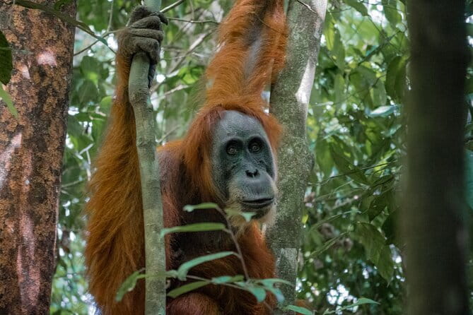 2 Days Ethical Jungle Trek in Sumatra - Key points before you go