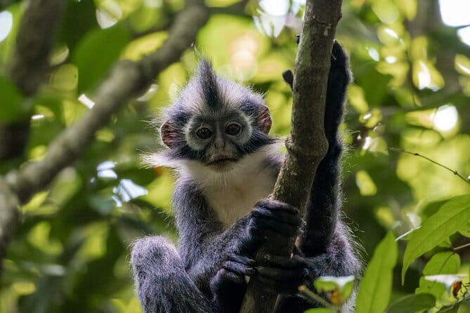 2 Days Ethical Jungle Trek in Sumatra - The guide team: English support, safety, and plenty of laughs