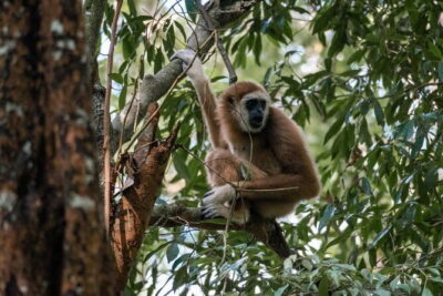 2 Days Ethical Jungle Trek in Sumatra - Wildlife chances: orangutans are the goal, but the surprises are real
