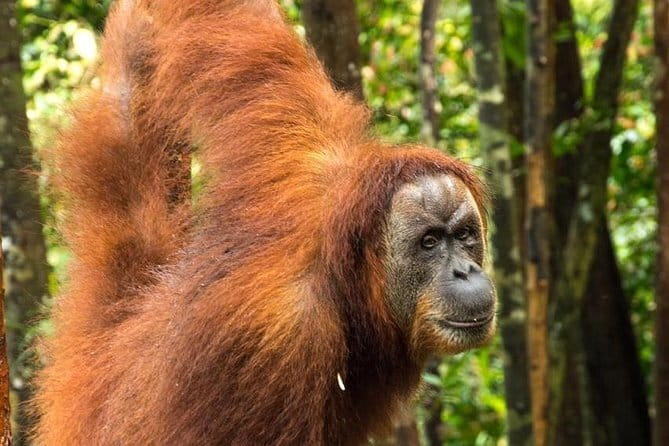 2 Days Ethical Jungle Trek in Sumatra - The finish: river tubing back toward your hotel area