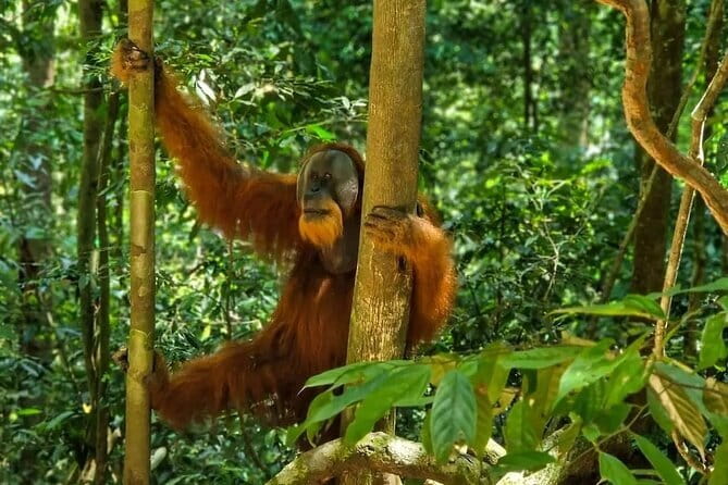 2 Days Ethical Jungle Trek in Sumatra - Meals and what’s included: good value when it’s timed right