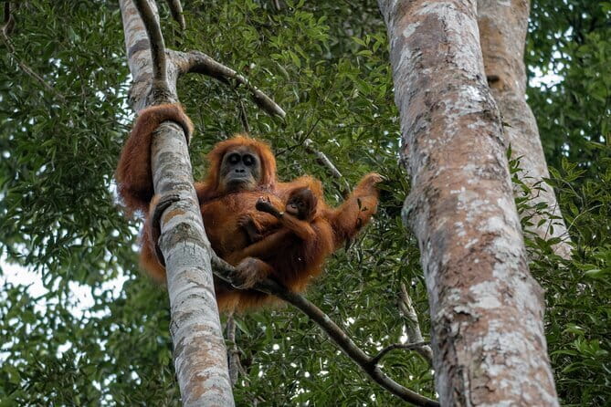 2 Days Ethical Jungle Trek in Sumatra - Ethics that you can feel on the ground: orangutans and school support
