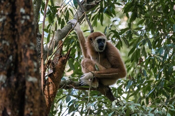 2 Days Ethical Jungle Trek in Sumatra - Wildlife chances: orangutans are the goal, but the surprises are real